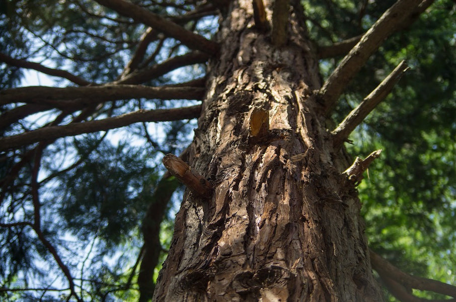 Essential Oils - Cedarwood