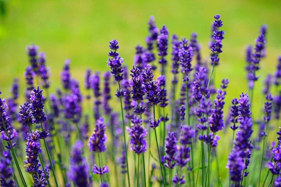 Essential Oils - Lavender