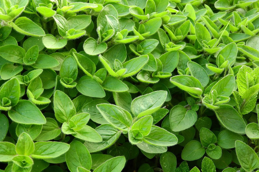 Essential Oils - Sweet Marjoram